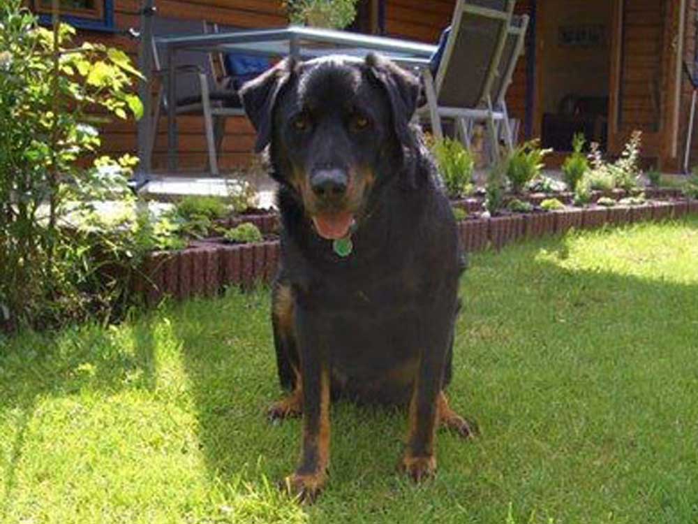 Hunde